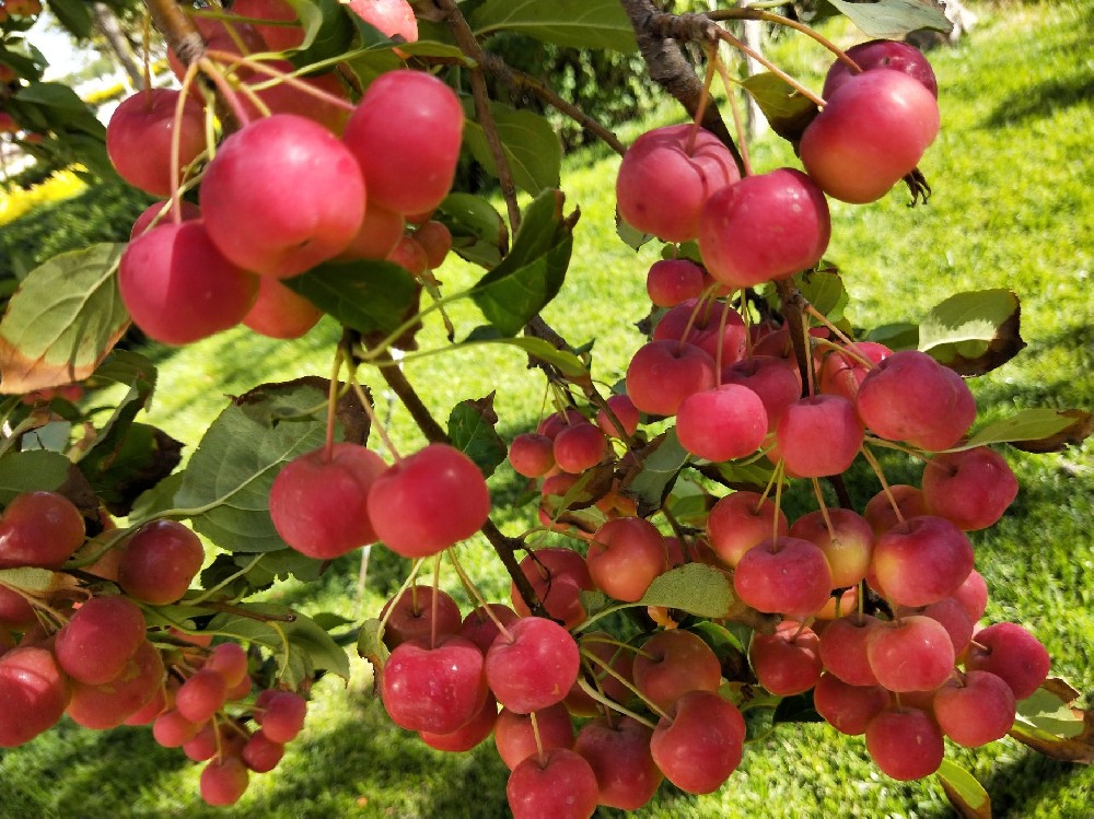 海棠果冷庫(kù)建造，海棠果長(zhǎng)期存儲(chǔ)方法介紹