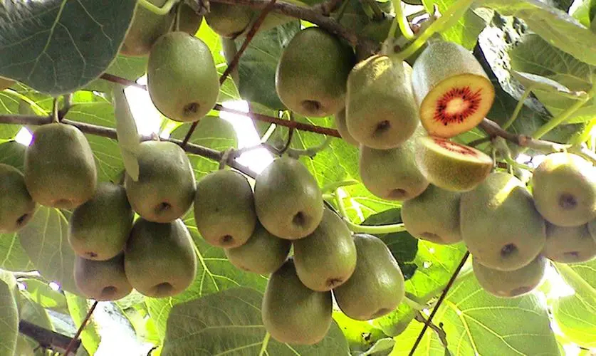 獼猴桃食品冷庫(kù)的建造使用特點(diǎn) 獼猴桃食品冷庫(kù)的建造使用特點(diǎn)