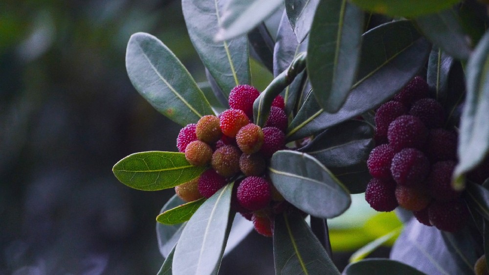 保鮮冷庫保鮮楊梅時(shí)要注意哪些問題 保鮮冷庫保鮮楊梅時(shí)要注意哪些問題