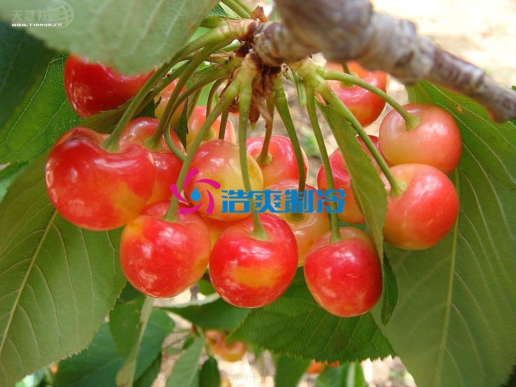 浩爽制冷，氣調(diào)庫，普通冷藏庫